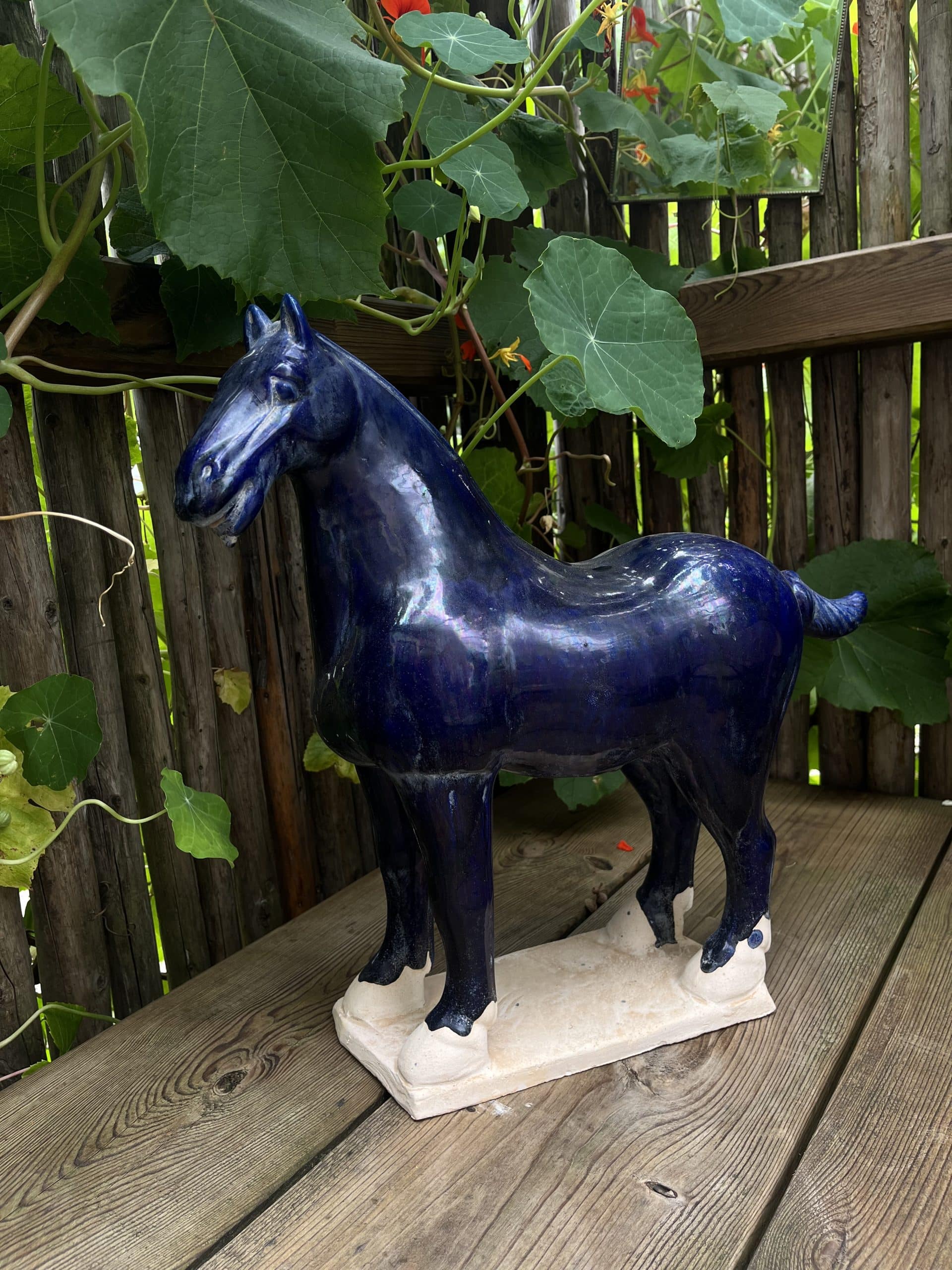 Tanghäst Blå