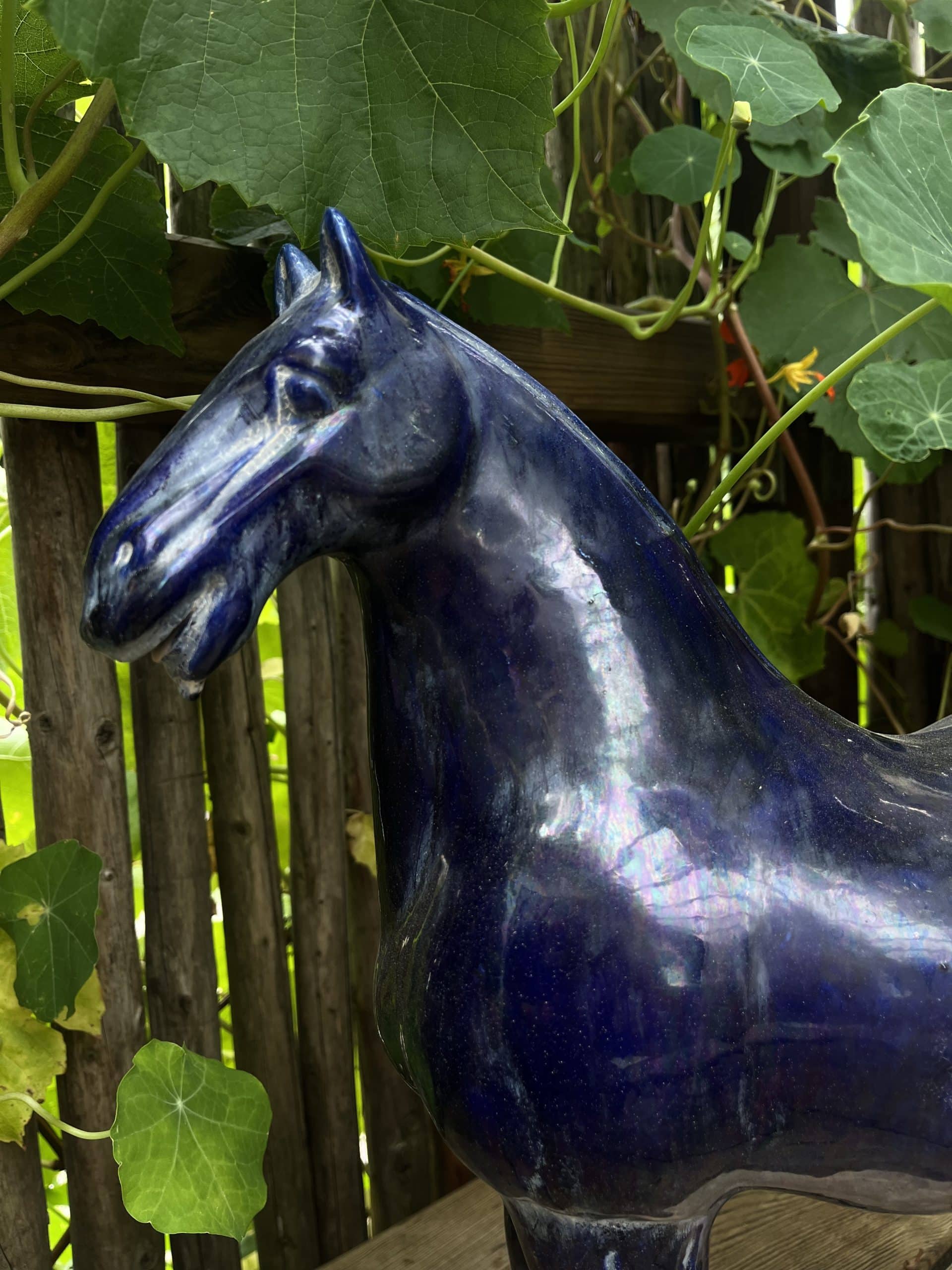 Tanghäst Blå - Bild 3